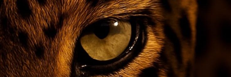 priv_anax's profile banner image