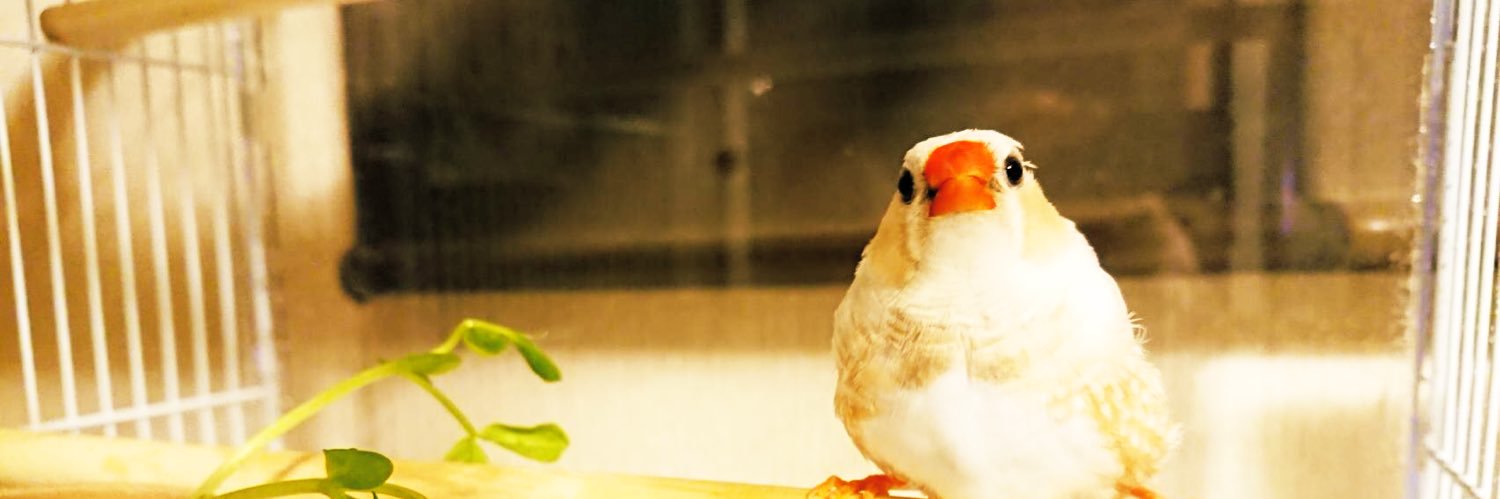 31_yanagi's profile banner image