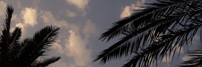 🕊️ banner