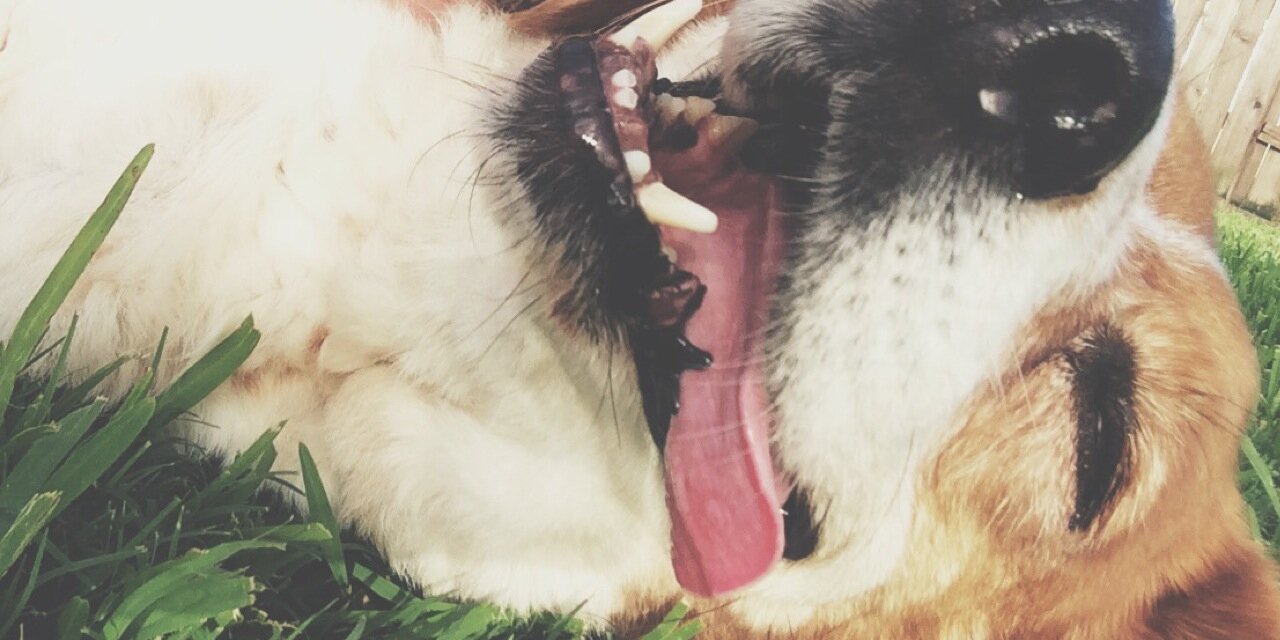 BrookeAlyssa's profile banner image