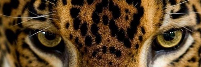 nandaborges784's profile banner image