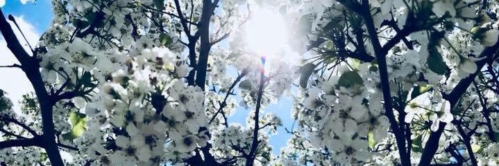 ChristineBon's profile banner image
