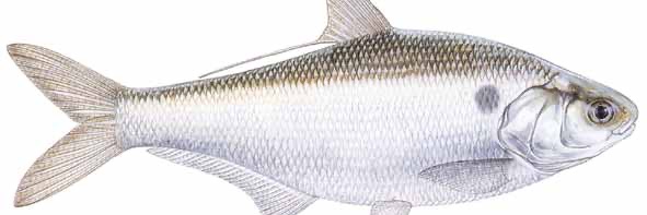 shitface30006 banner