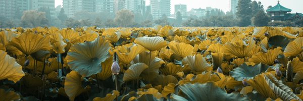 HanatabaLettuce Profile Banner