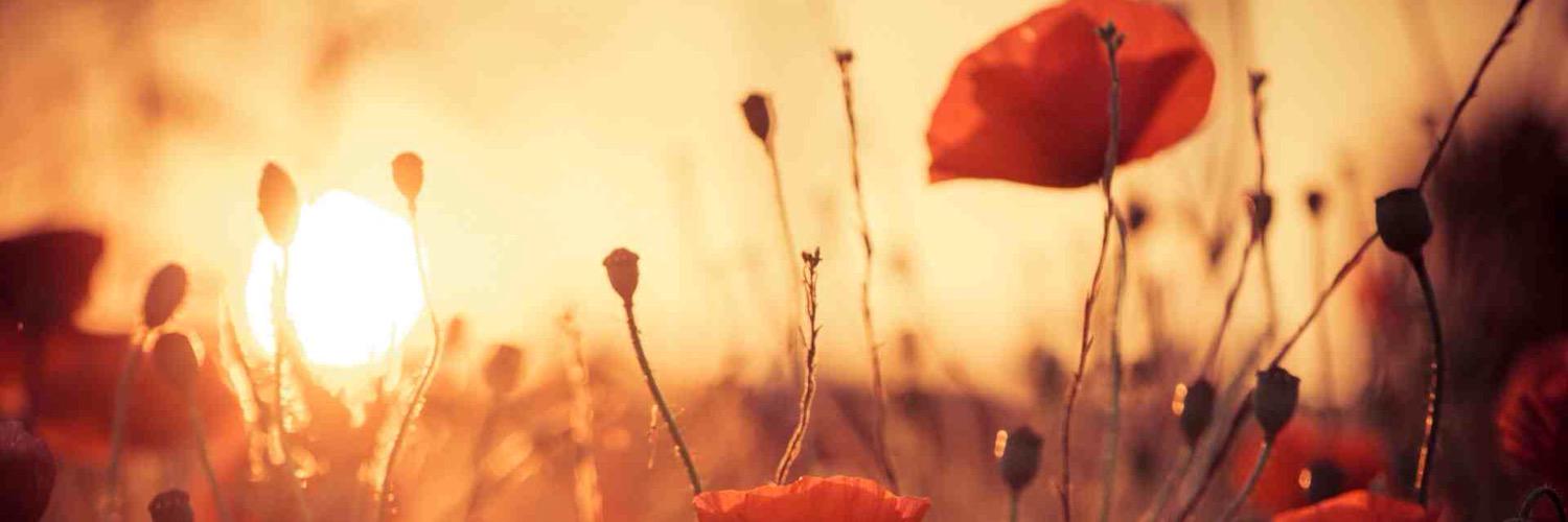imjustchloe's profile banner image