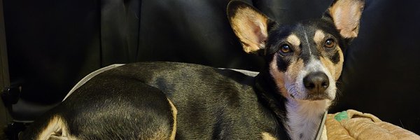 TheChartech Profile Banner