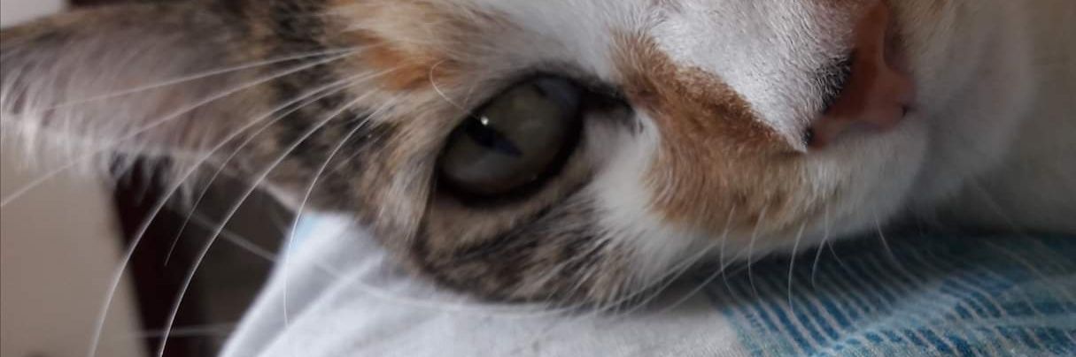 SandraJaneth26's profile banner image