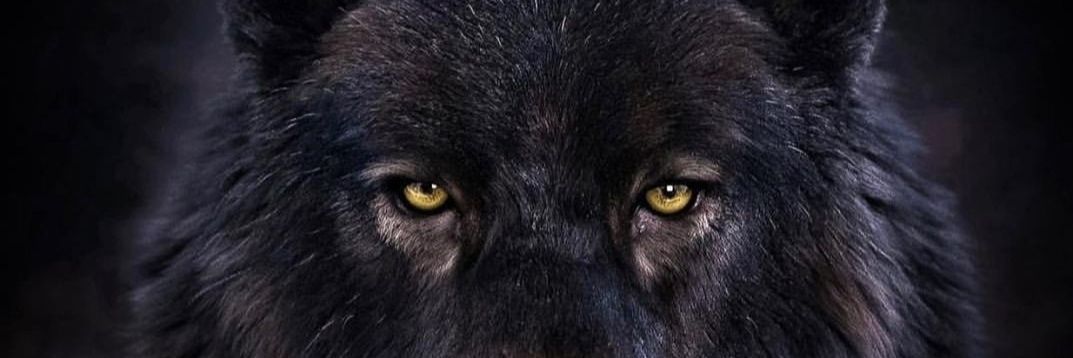 WolvesofKhaos banner