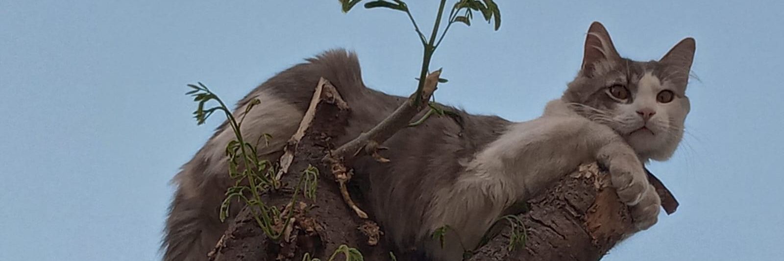 HAGOV_Cat 🇦🇶 banner