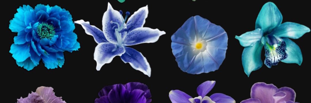 Chilo🌺's banner
