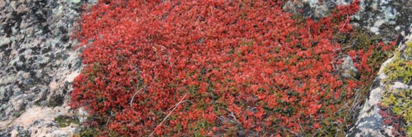 northfallow Profile Banner