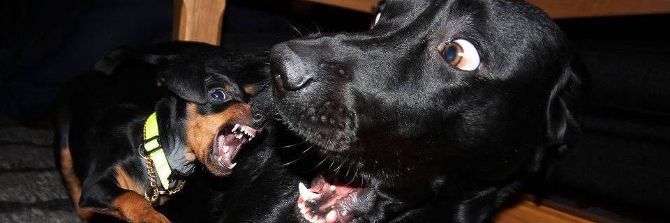 themachinehead's profile banner image