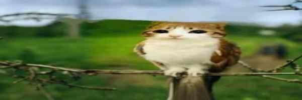 Cascade_z's profile banner image