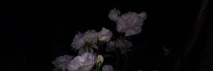 NancyGreen74952's profile banner image