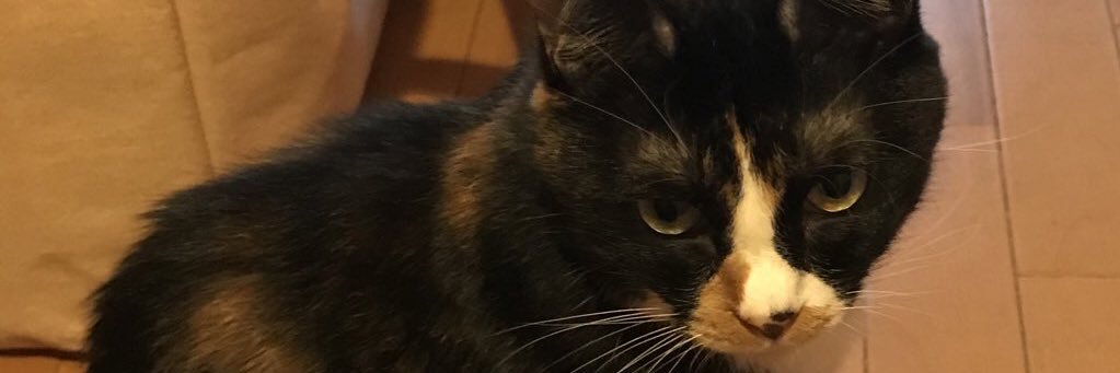 flotillaleader's profile banner image