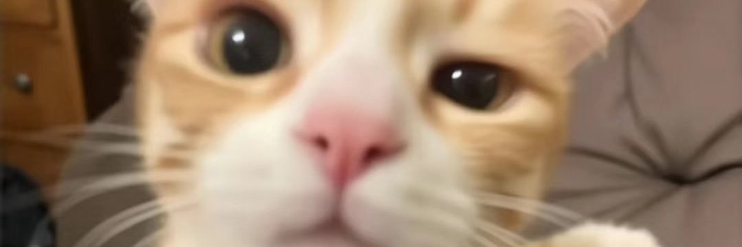 tamakibaka's profile banner image