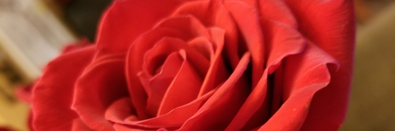 SweetTeeWorld's profile banner image