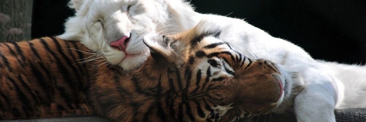 soonhoon as cats's banner