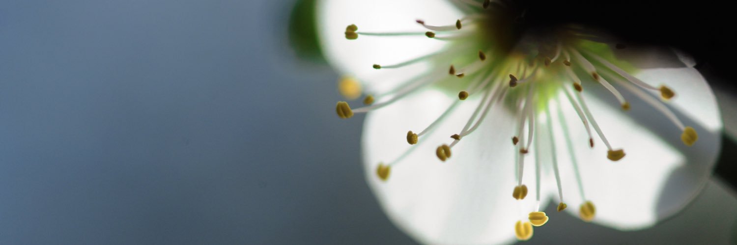 wongck37's profile banner image