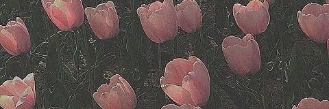 DorothyCol51838's profile banner image