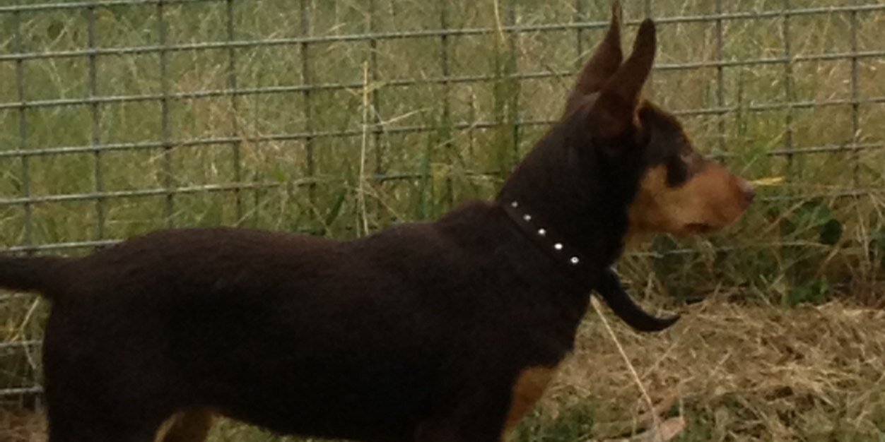 colin wientjens banner