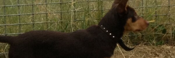 CWientjens Profile Banner