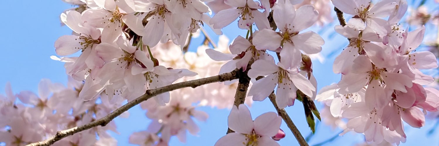 桜桃 banner