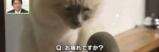 社不ちゃん banner