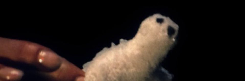 katie banner