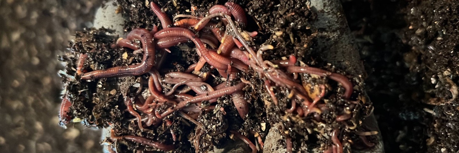 Agson Worms banner