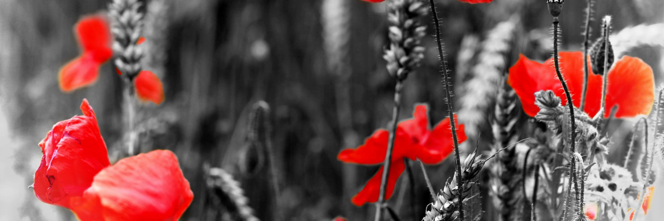 HforH's profile banner image