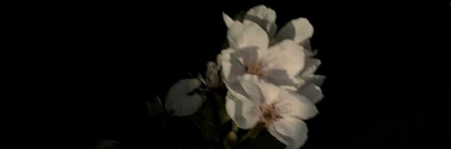 moreyrapau's profile banner image