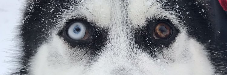 LaKoalaJ's profile banner image