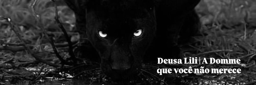 Lili 🐈‍⬛✨ banner