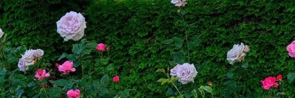 Innoscent~smith banner