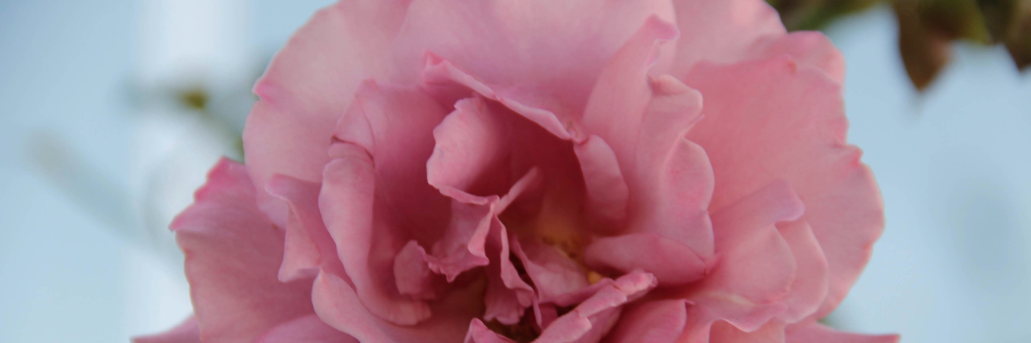 LibertadVelarde's profile banner image