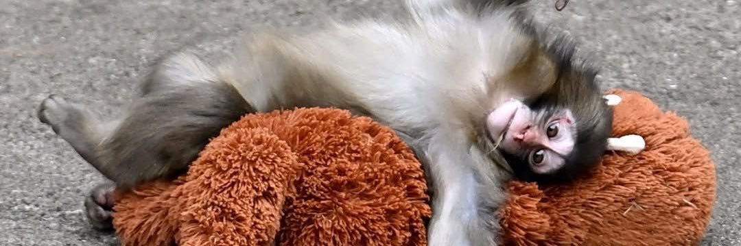 faxtralarq's profile banner image