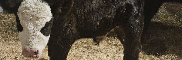 randallr6125311 Profile Banner