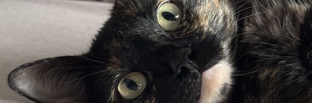 belbaron's profile banner image