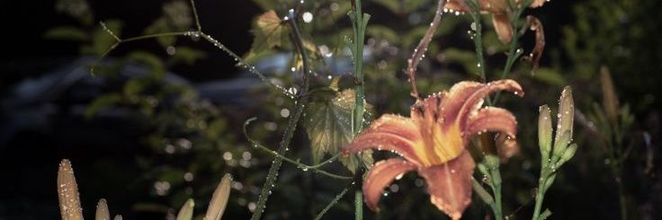 Memorabilium. banner