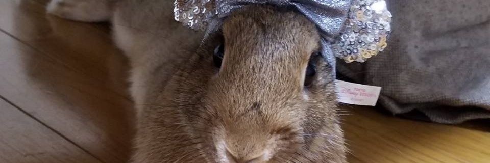 チャ麦🐰@S&P500+NASDAQ100+SOXL banner