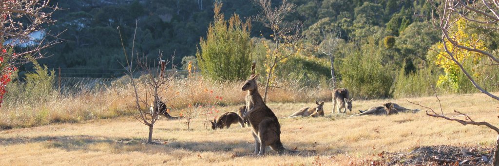 Wildlife Land Trust banner