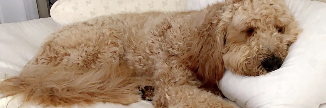 Jody Sizemore Littlejohn 🌸 banner