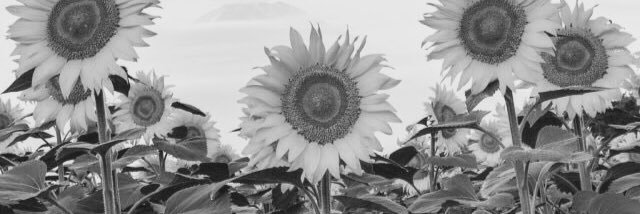 deninmoon's profile banner image