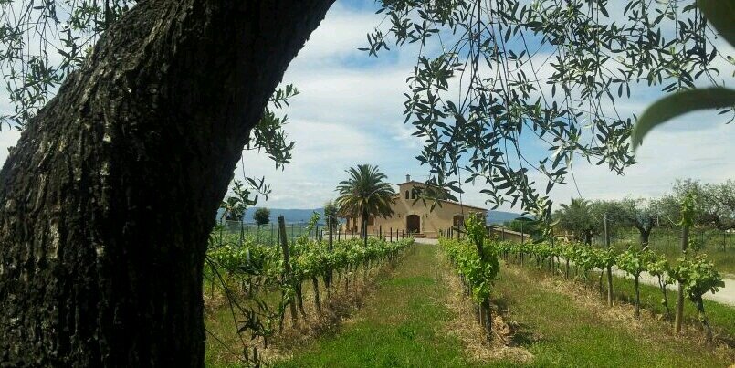 Celler Mas Candí banner