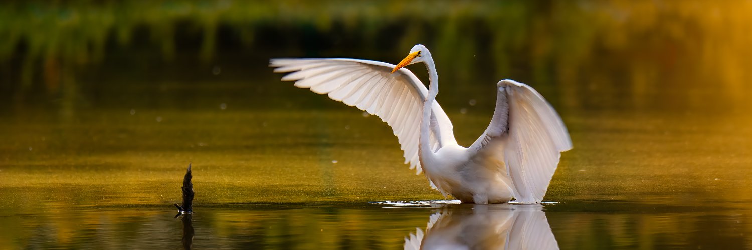 LuminancePhotos banner