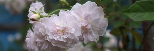 ledabloom's profile banner image