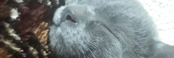 jhec4roline's profile banner image