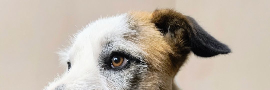 Agusmetelskyj's profile banner image