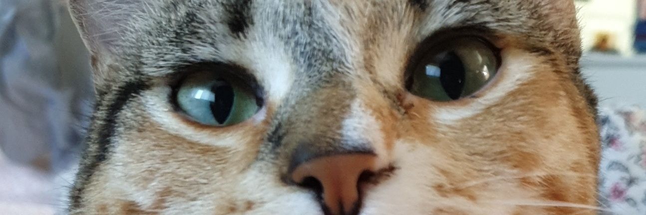 ashleyklau's profile banner image